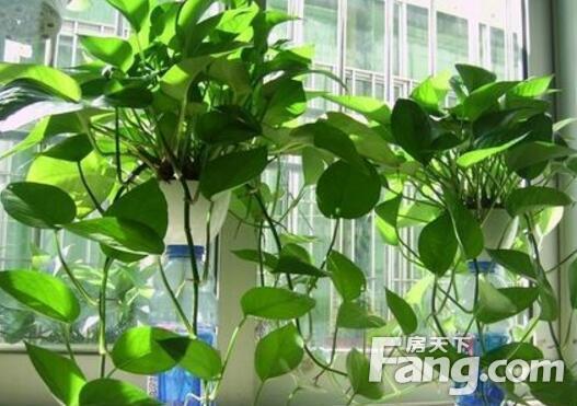 裝修除異味_除裝修異味的方法_怎么用醋除衛生間異味